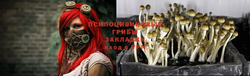 купить наркотик  Ефремов  Галлюциногенные грибы Cubensis 